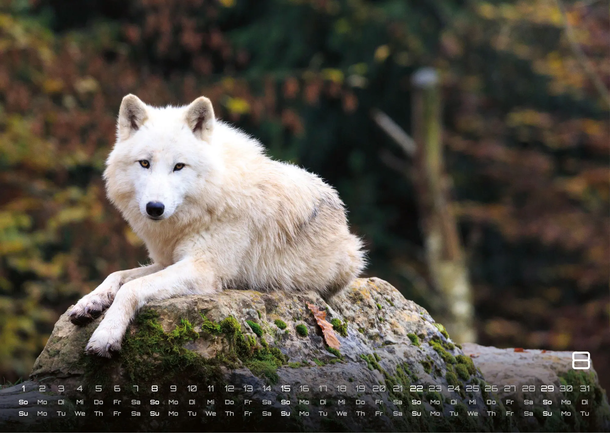 Bild: 9783986737382 | Wolf - Im Schatten des Waldes - 2027 - Kalender DIN A3 | GP-Fever. de