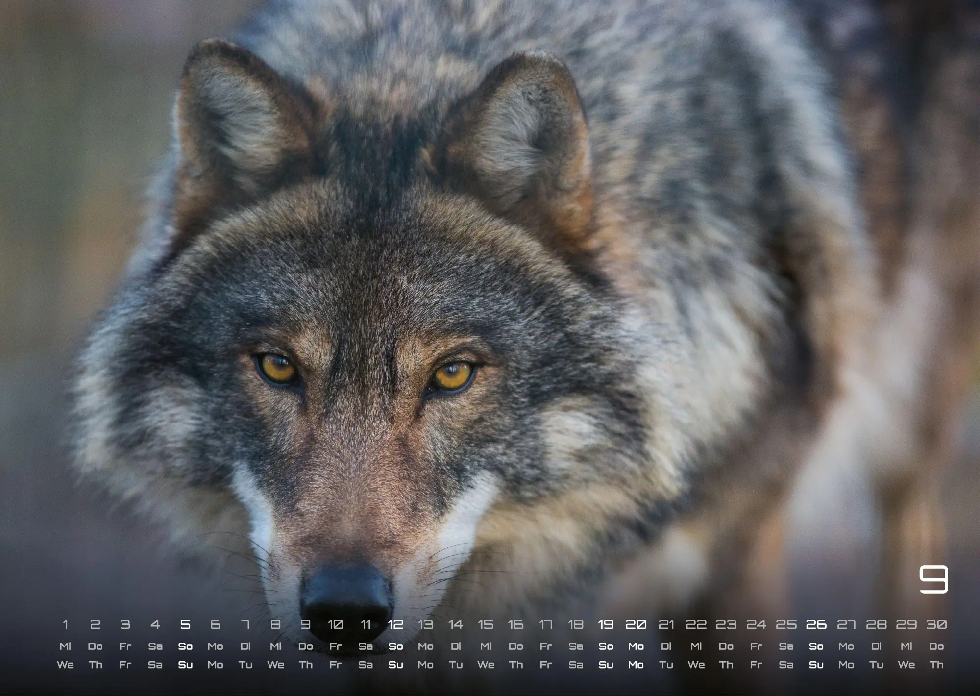 Bild: 9783986737382 | Wolf - Im Schatten des Waldes - 2027 - Kalender DIN A3 | GP-Fever. de