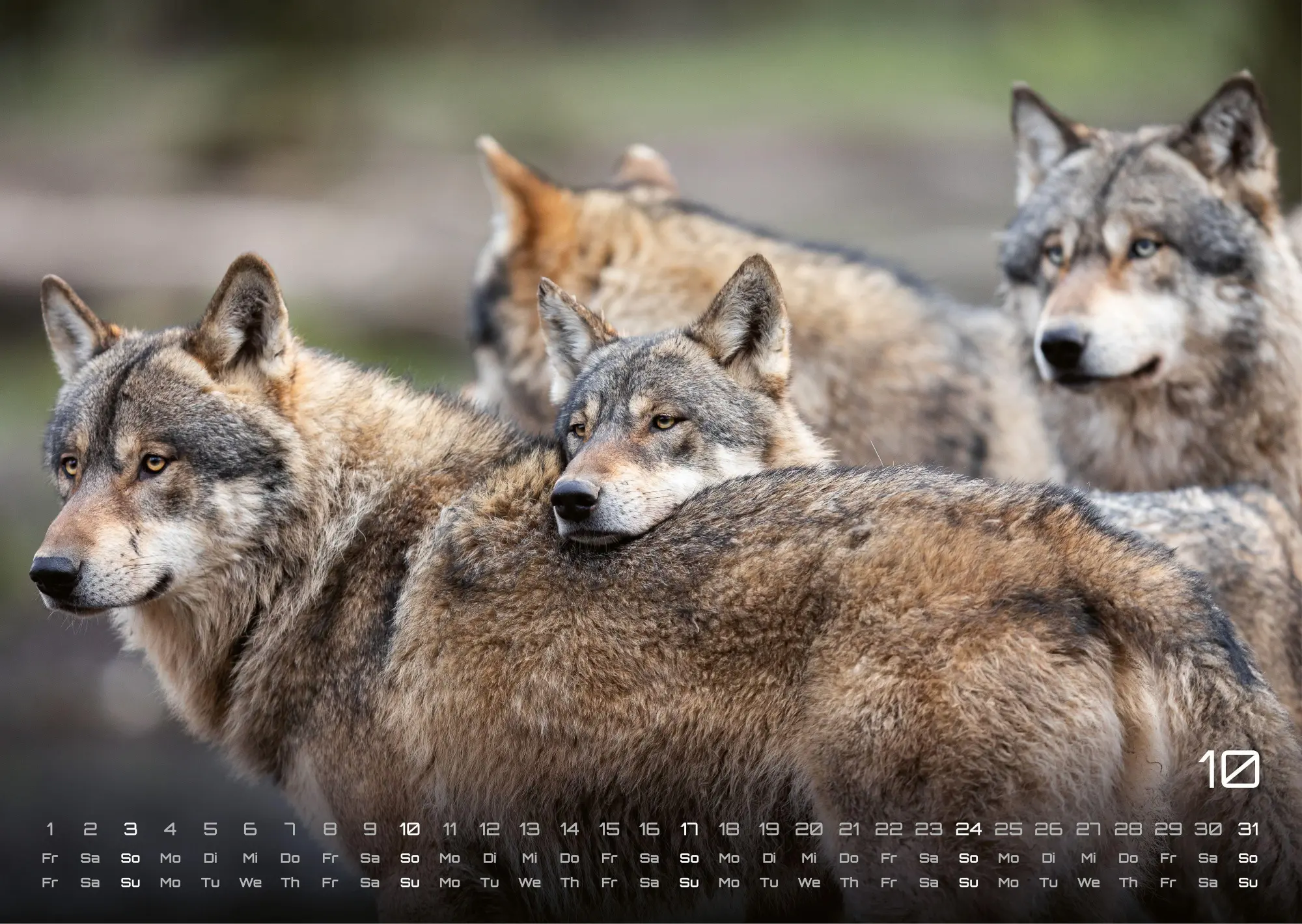Bild: 9783986737382 | Wolf - Im Schatten des Waldes - 2027 - Kalender DIN A3 | GP-Fever. de