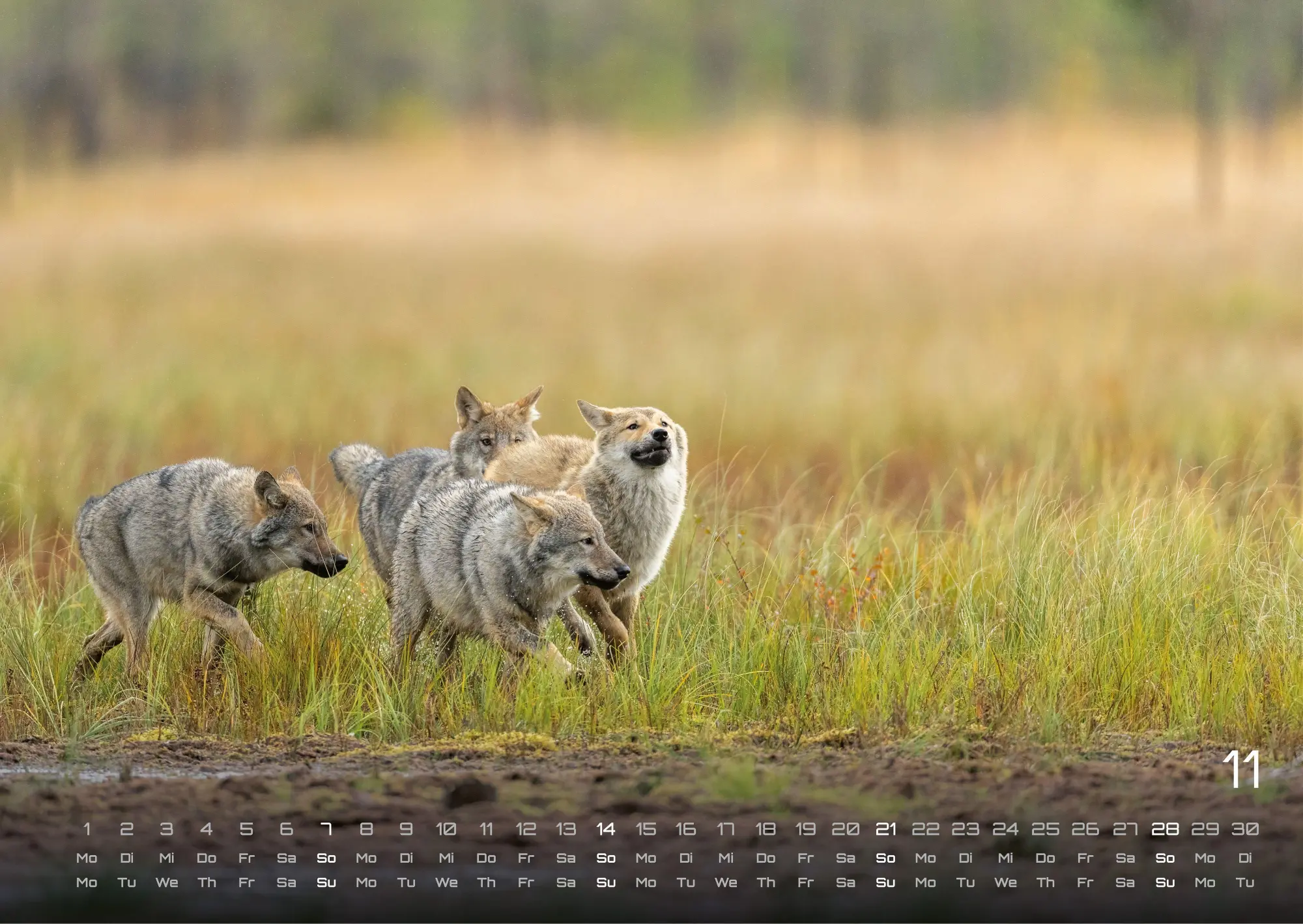 Bild: 9783986737382 | Wolf - Im Schatten des Waldes - 2027 - Kalender DIN A3 | GP-Fever. de