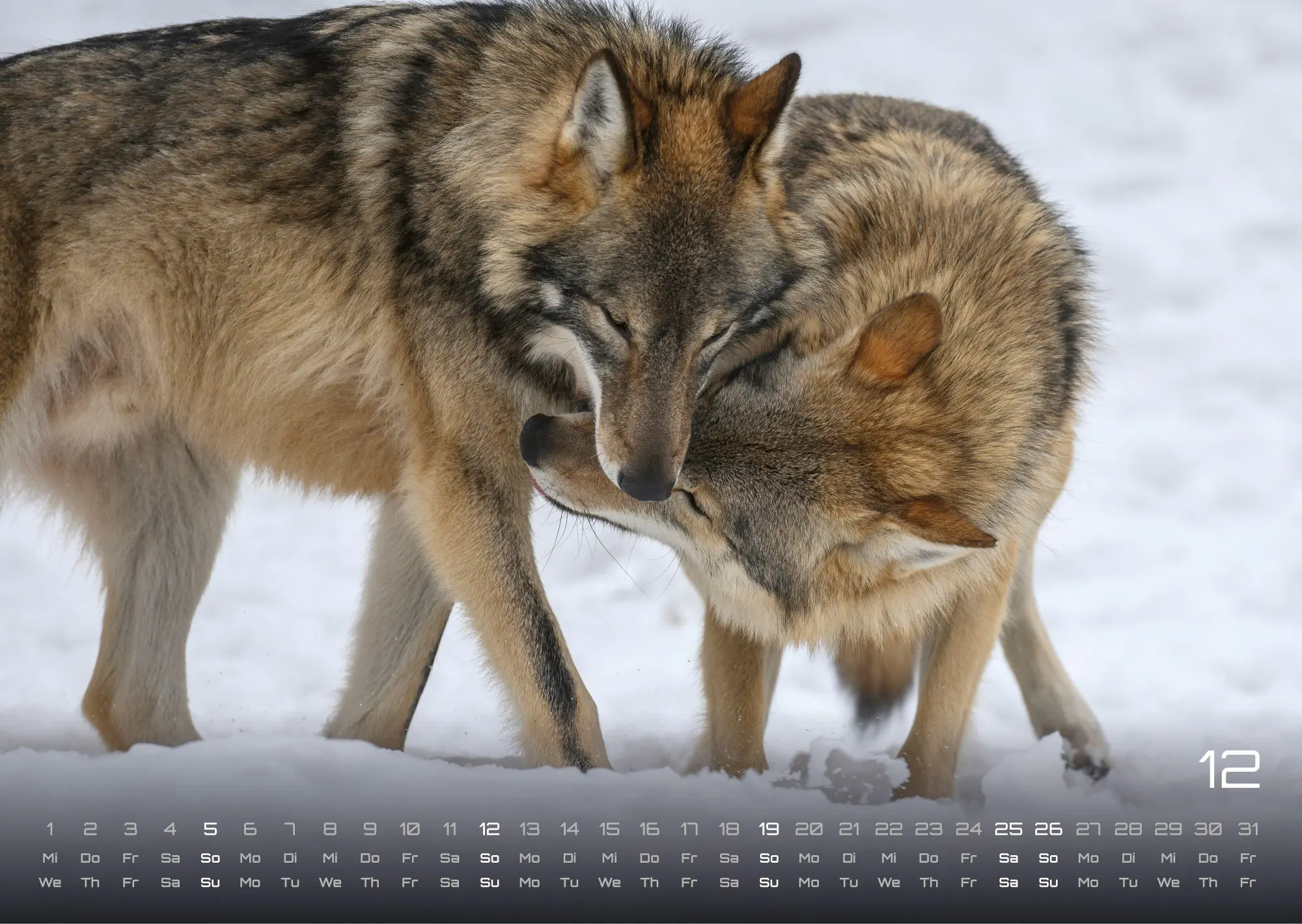 Bild: 9783986737382 | Wolf - Im Schatten des Waldes - 2027 - Kalender DIN A3 | GP-Fever. de