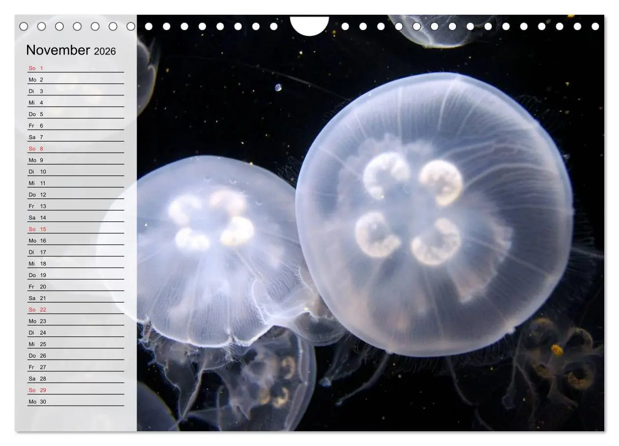 Bild: 9783457997482 | Quallen. Die Welt der Medusen (Wandkalender 2026 DIN A4 quer),...