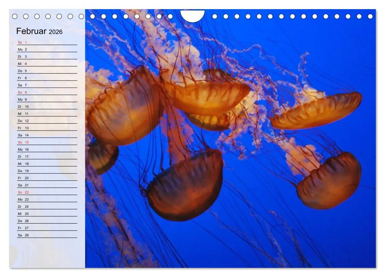Bild: 9783457997482 | Quallen. Die Welt der Medusen (Wandkalender 2026 DIN A4 quer),...