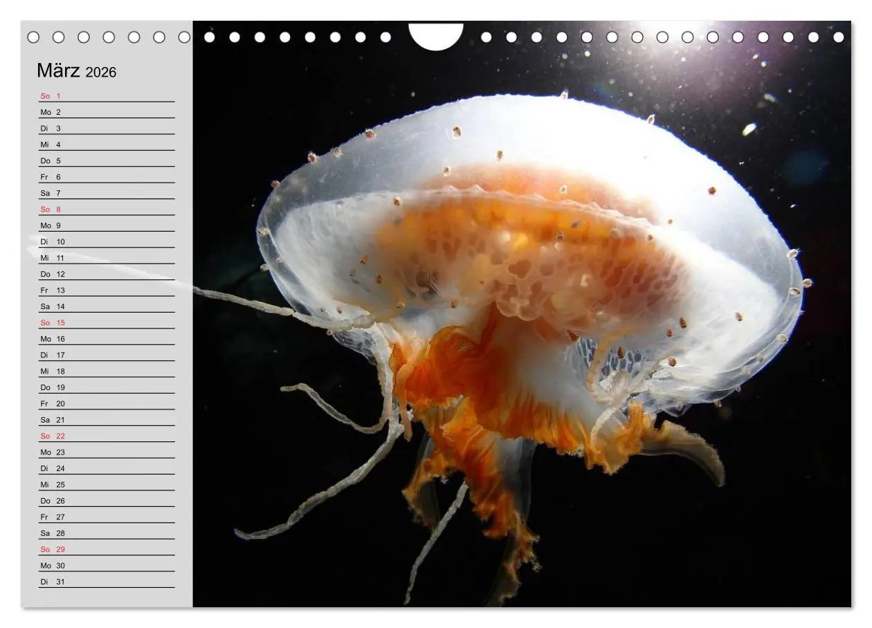 Bild: 9783457997482 | Quallen. Die Welt der Medusen (Wandkalender 2026 DIN A4 quer),...