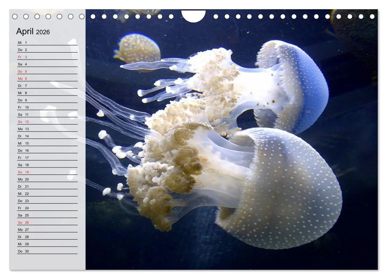 Bild: 9783457997482 | Quallen. Die Welt der Medusen (Wandkalender 2026 DIN A4 quer),...