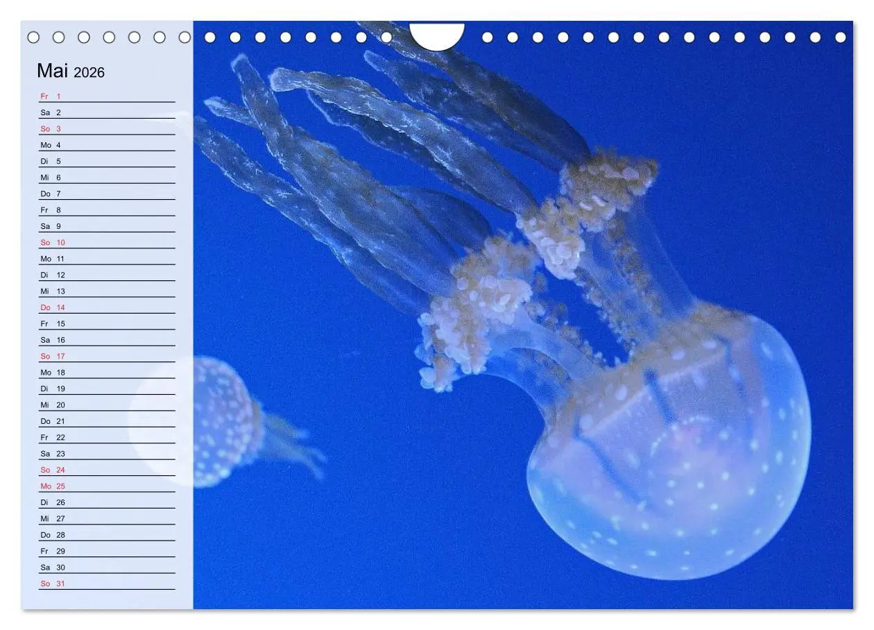 Bild: 9783457997482 | Quallen. Die Welt der Medusen (Wandkalender 2026 DIN A4 quer),...