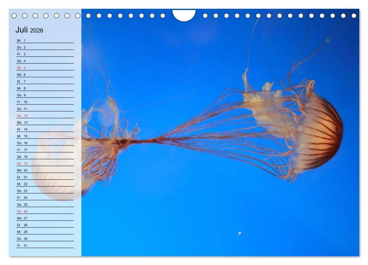Bild: 9783457997482 | Quallen. Die Welt der Medusen (Wandkalender 2026 DIN A4 quer),...