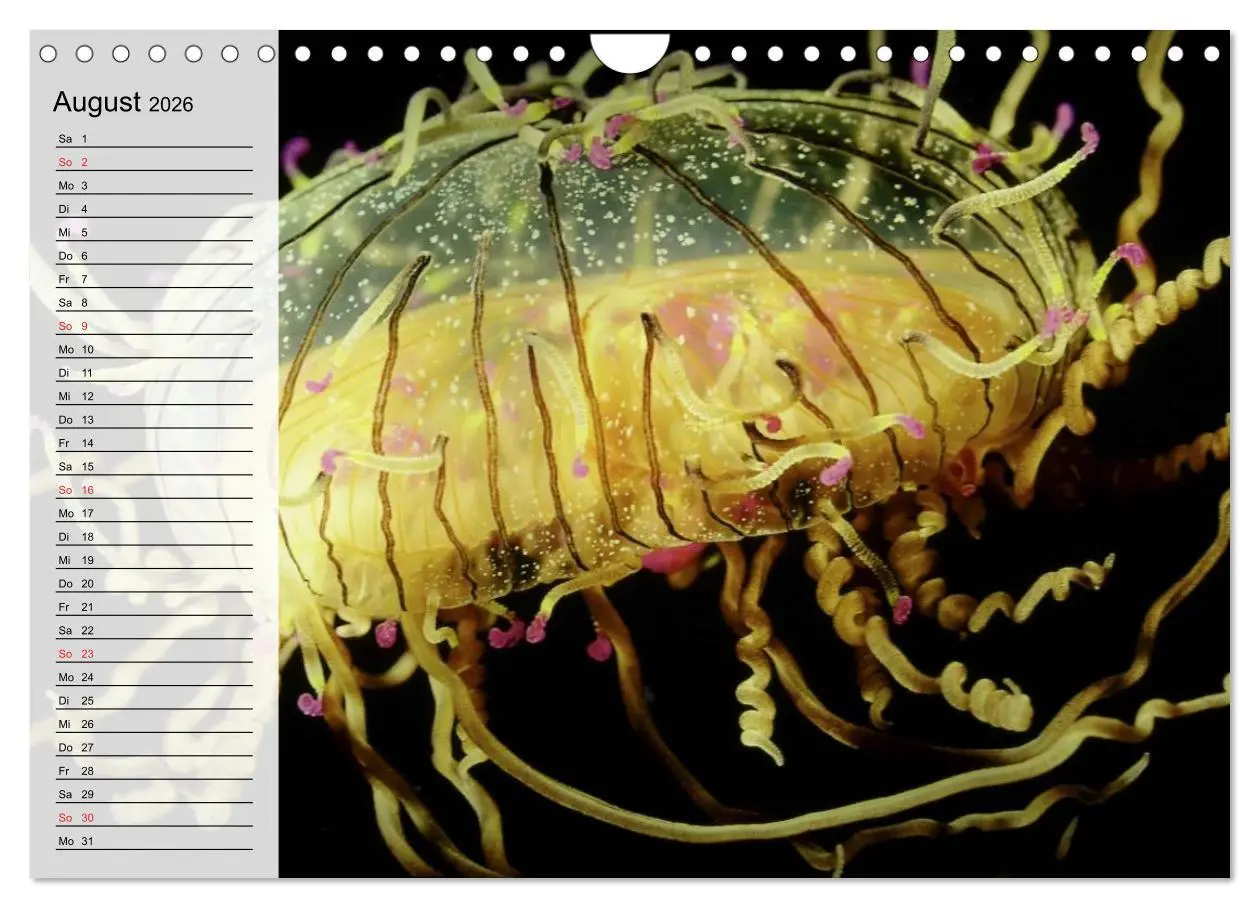 Bild: 9783457997482 | Quallen. Die Welt der Medusen (Wandkalender 2026 DIN A4 quer),...