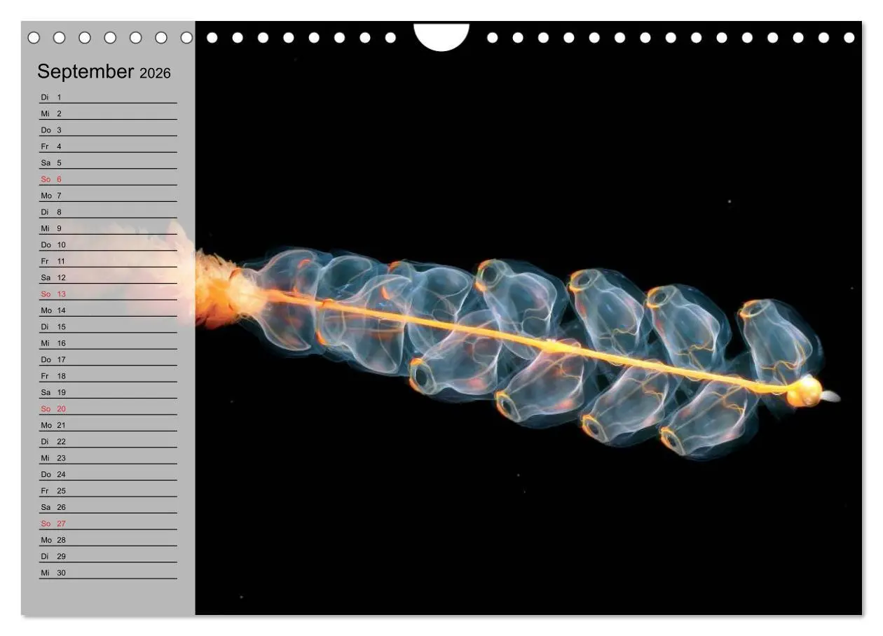 Bild: 9783457997482 | Quallen. Die Welt der Medusen (Wandkalender 2026 DIN A4 quer),...