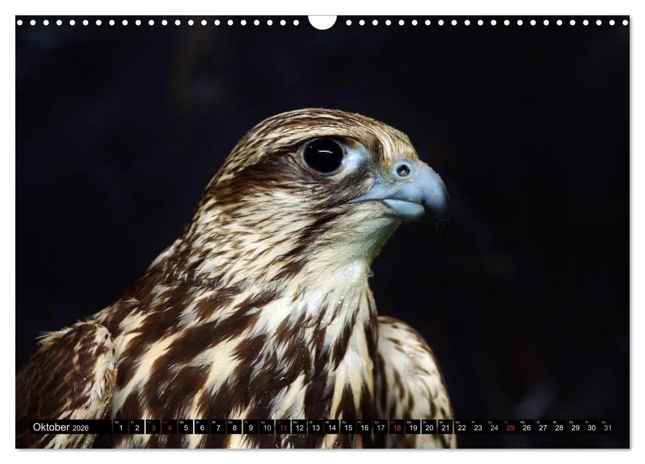 Bild: 9783516147582 | Faszination Greifvögel Schnelle Jäger (Wandkalender 2026 DIN A3...