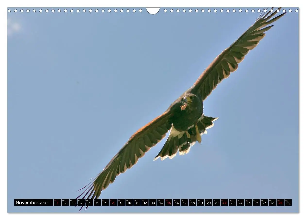 Bild: 9783516147582 | Faszination Greifvögel Schnelle Jäger (Wandkalender 2026 DIN A3...