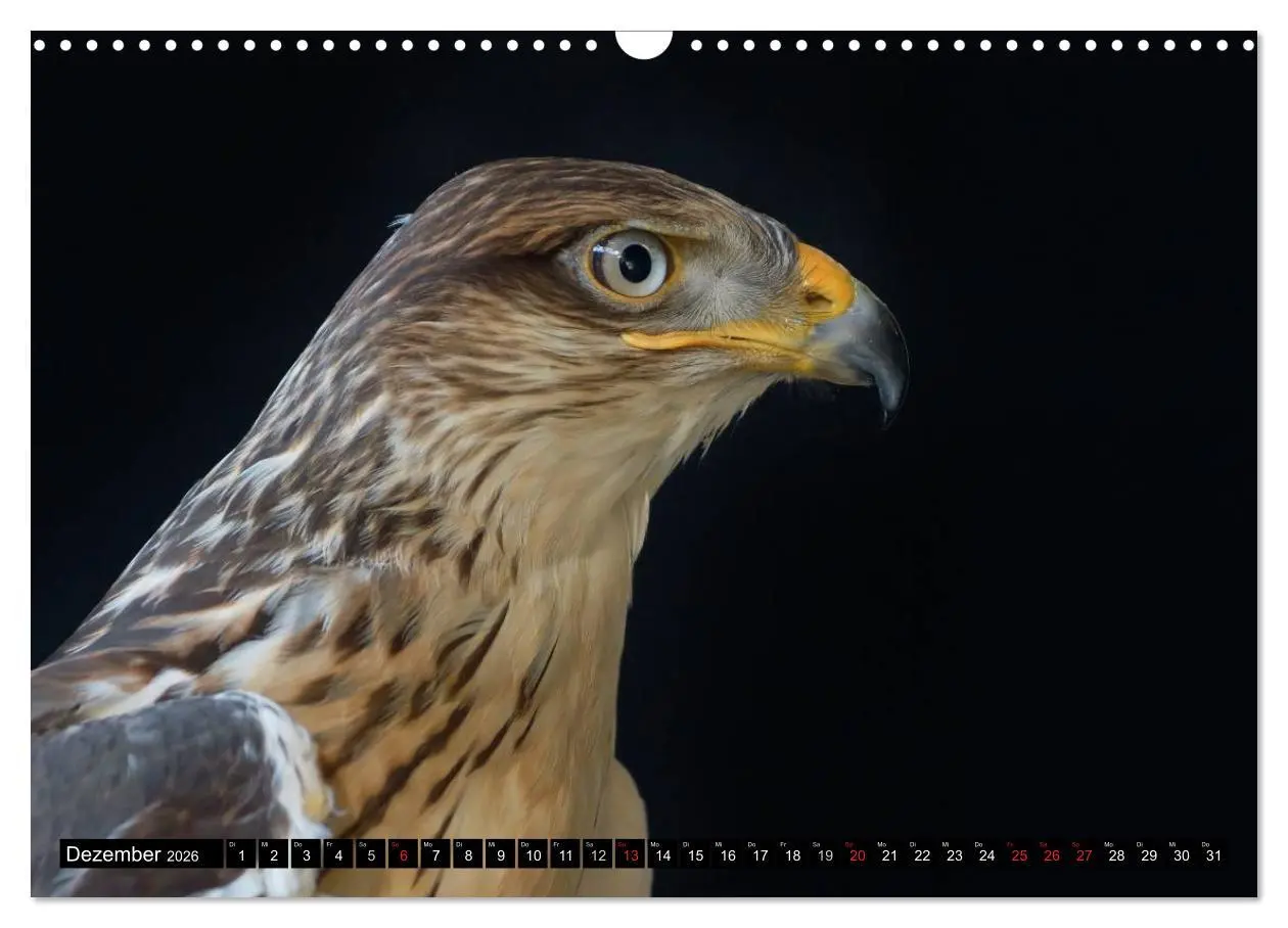 Bild: 9783516147582 | Faszination Greifvögel Schnelle Jäger (Wandkalender 2026 DIN A3...