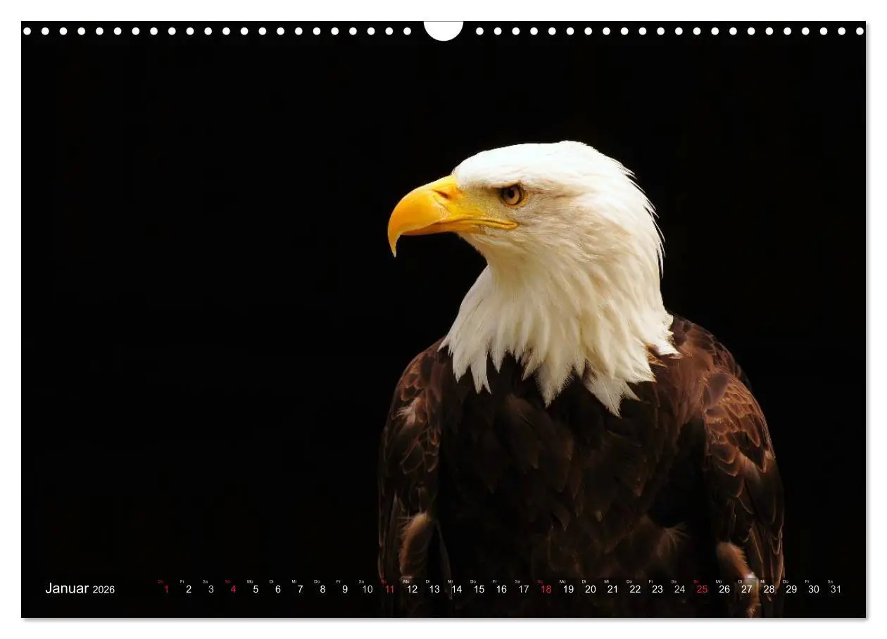 Bild: 9783516147582 | Faszination Greifvögel Schnelle Jäger (Wandkalender 2026 DIN A3...