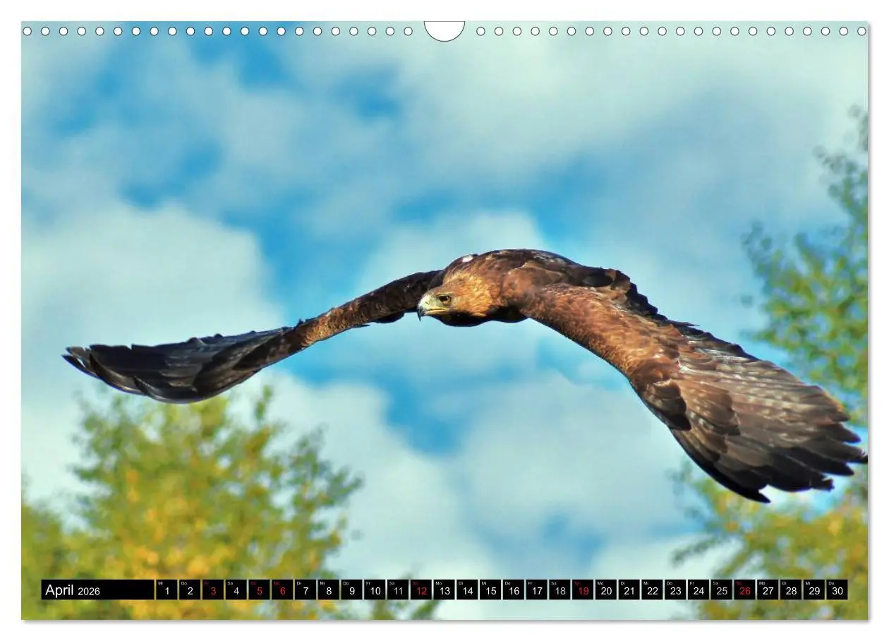 Bild: 9783516147582 | Faszination Greifvögel Schnelle Jäger (Wandkalender 2026 DIN A3...