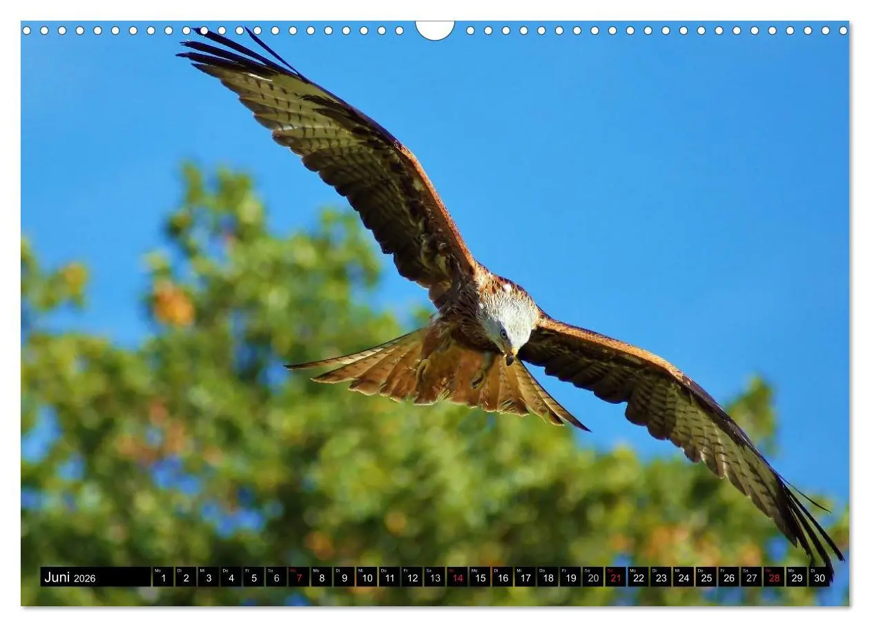 Bild: 9783516147582 | Faszination Greifvögel Schnelle Jäger (Wandkalender 2026 DIN A3...