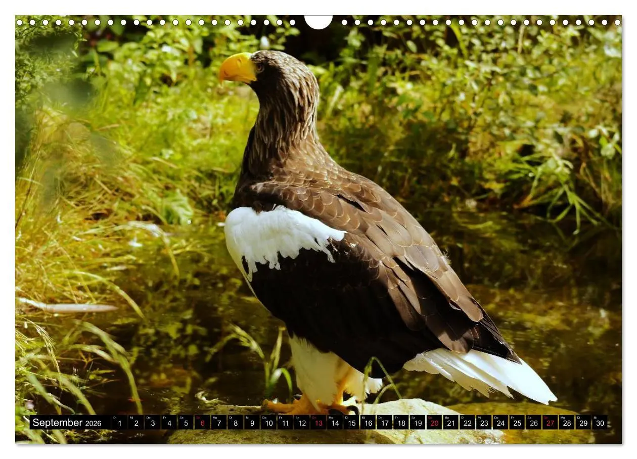 Bild: 9783516147582 | Faszination Greifvögel Schnelle Jäger (Wandkalender 2026 DIN A3...
