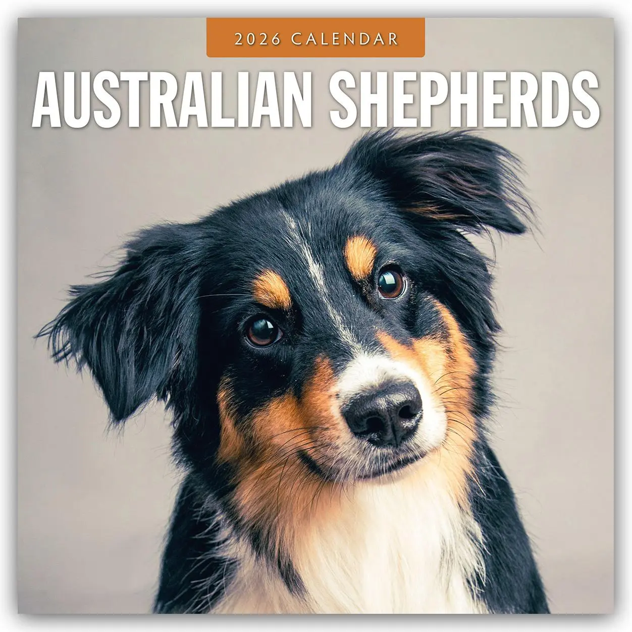 Cover: 9781804427682 | Australian Shepherds - Australian Shepherd 2026 - 16-Monatskalender