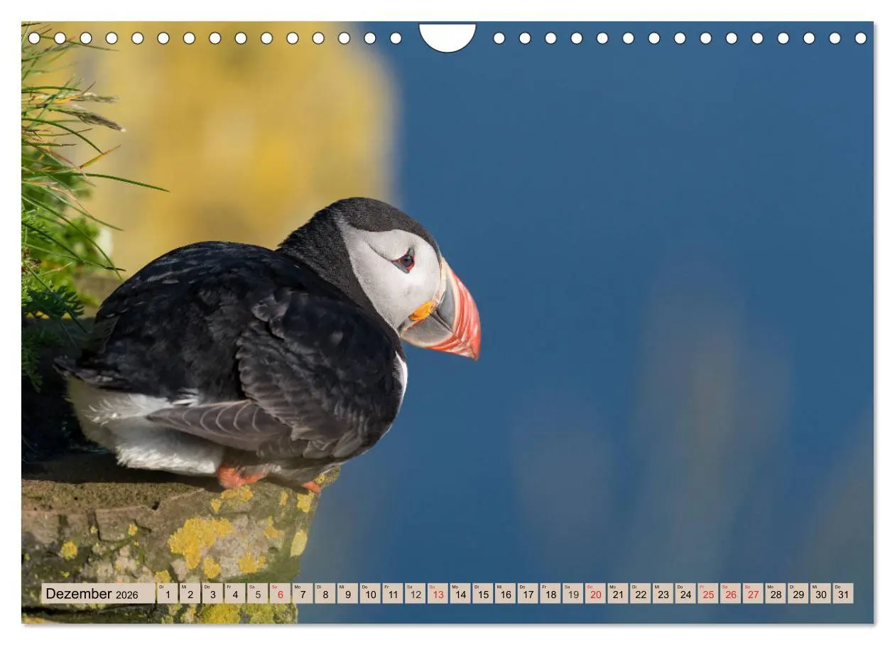 Bild: 9783457807682 | Papageitaucher - Puffins (Wandkalender 2026 DIN A4 quer), CALVENDO...