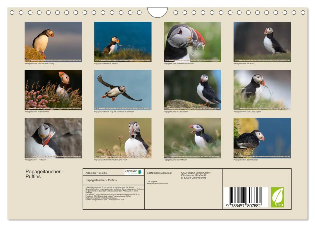 Bild: 9783457807682 | Papageitaucher - Puffins (Wandkalender 2026 DIN A4 quer), CALVENDO...