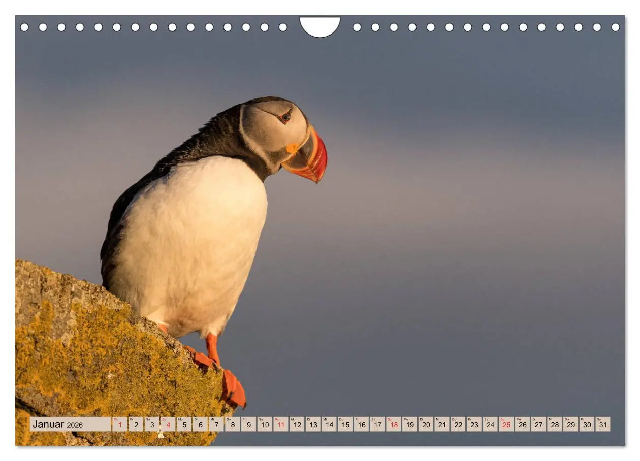 Bild: 9783457807682 | Papageitaucher - Puffins (Wandkalender 2026 DIN A4 quer), CALVENDO...