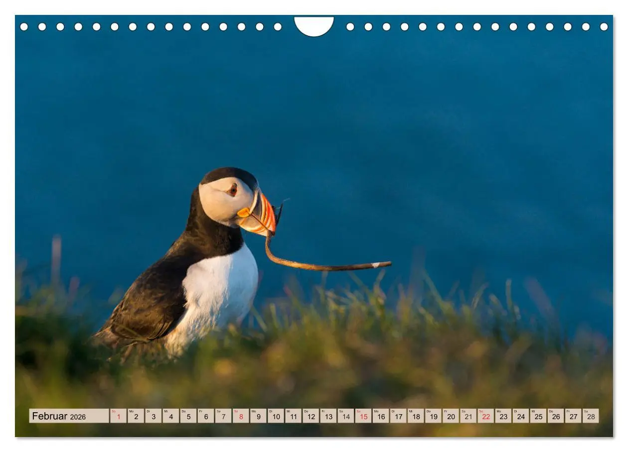 Bild: 9783457807682 | Papageitaucher - Puffins (Wandkalender 2026 DIN A4 quer), CALVENDO...