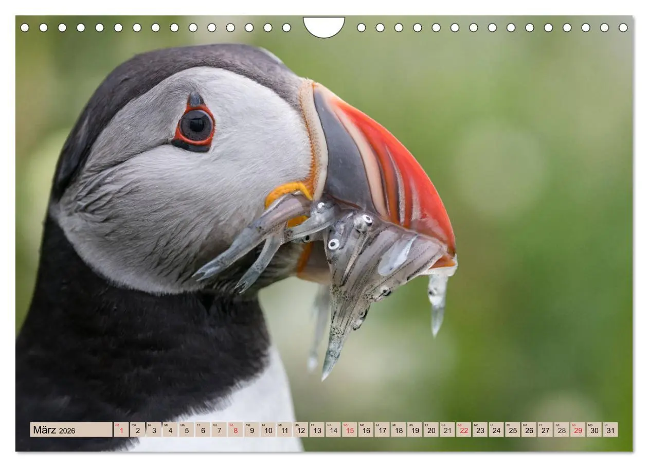 Bild: 9783457807682 | Papageitaucher - Puffins (Wandkalender 2026 DIN A4 quer), CALVENDO...