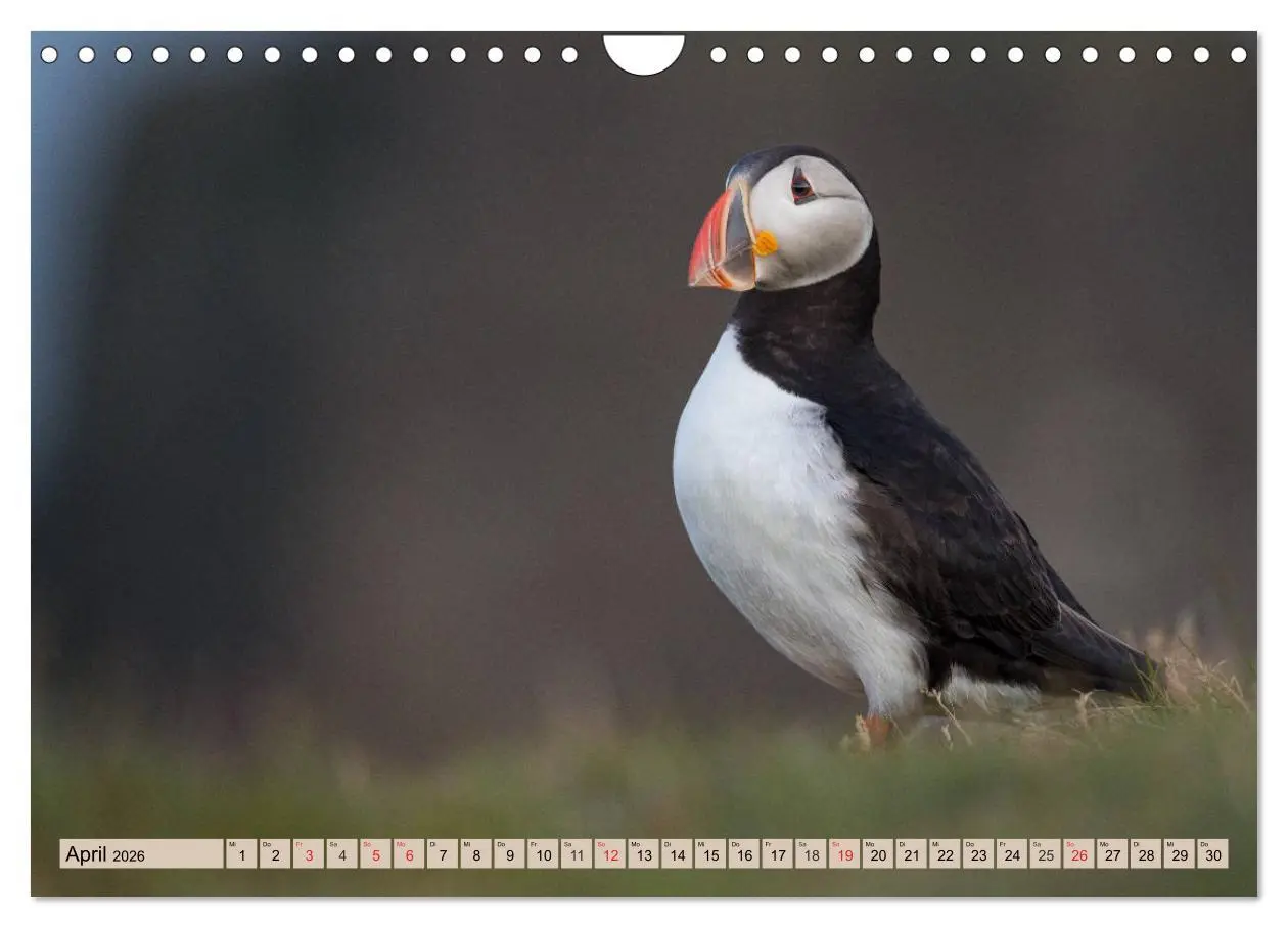 Bild: 9783457807682 | Papageitaucher - Puffins (Wandkalender 2026 DIN A4 quer), CALVENDO...