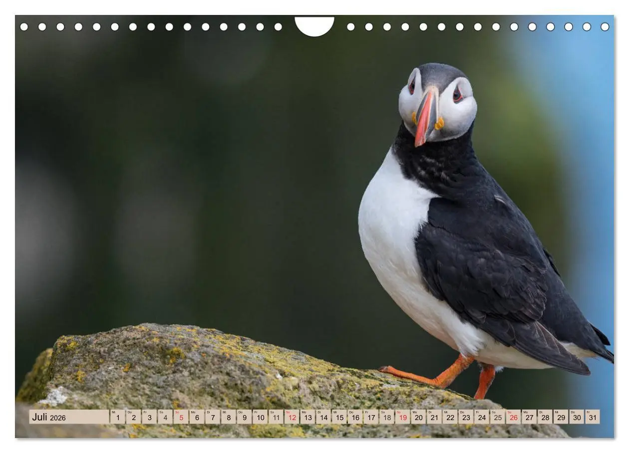 Bild: 9783457807682 | Papageitaucher - Puffins (Wandkalender 2026 DIN A4 quer), CALVENDO...