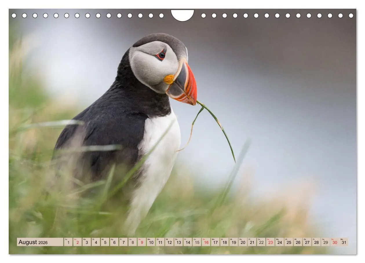 Bild: 9783457807682 | Papageitaucher - Puffins (Wandkalender 2026 DIN A4 quer), CALVENDO...