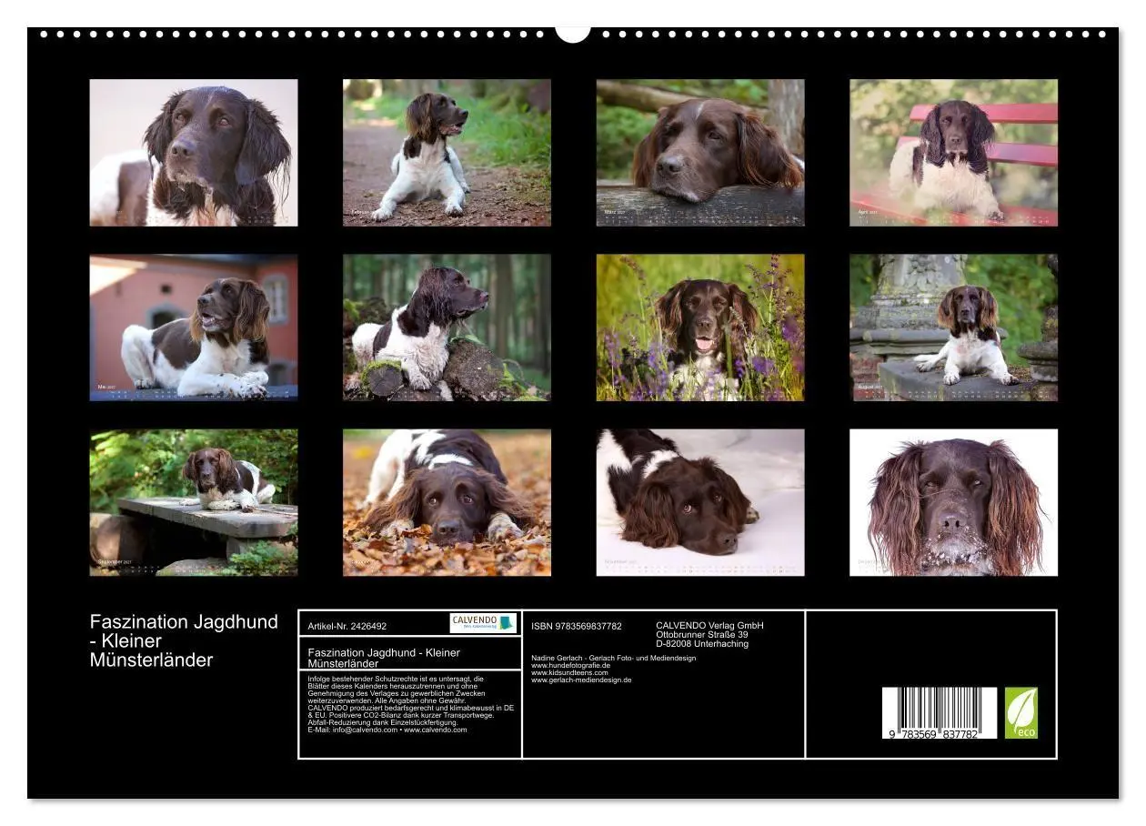 Bild: 9783569837782 | Faszination Jagdhund - Kleiner Münsterländer (hochwertiger Premium...