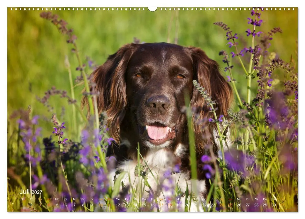 Bild: 9783569837782 | Faszination Jagdhund - Kleiner Münsterländer (hochwertiger Premium...