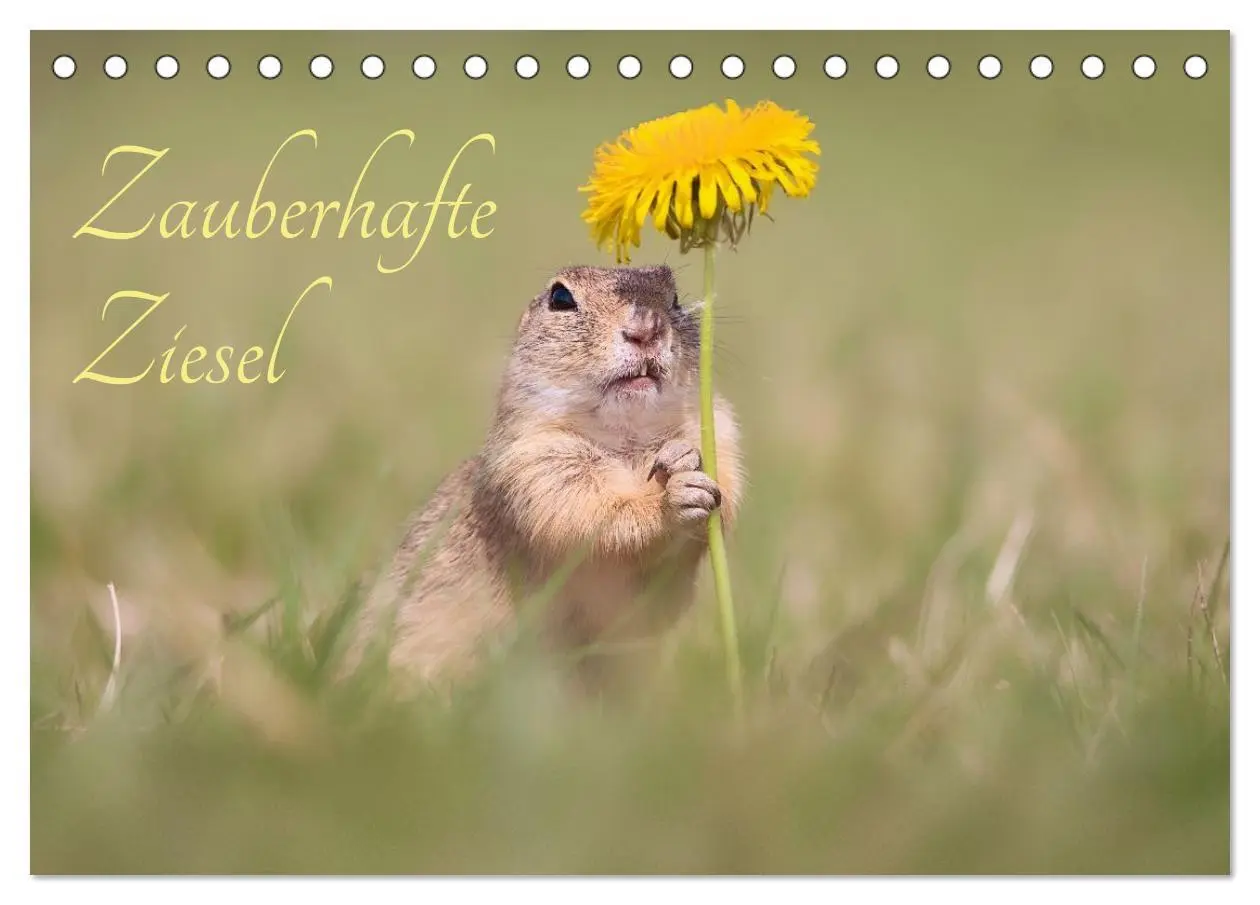 Cover: 9783516597882 | Zauberhafte Ziesel (Tischkalender 2026 DIN A5 quer), CALVENDO...