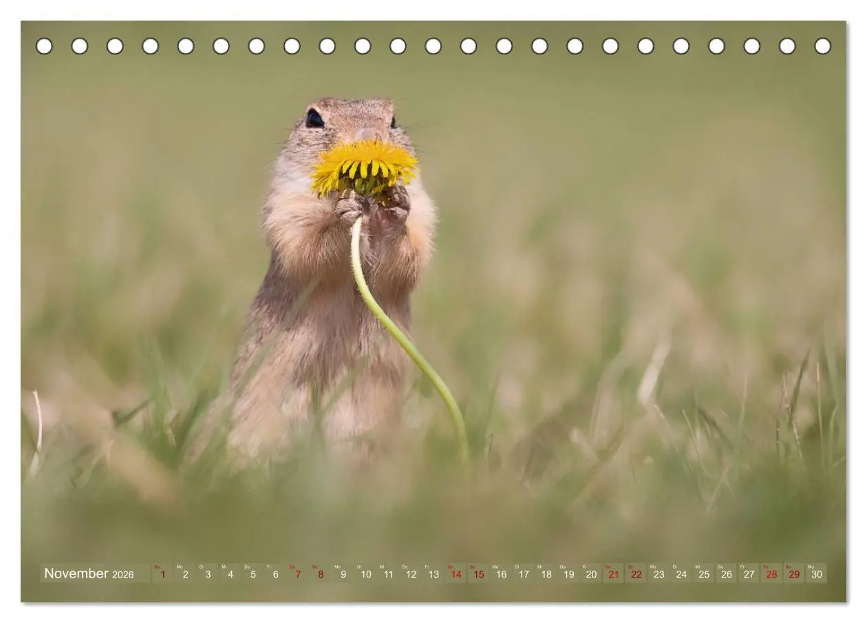 Bild: 9783516597882 | Zauberhafte Ziesel (Tischkalender 2026 DIN A5 quer), CALVENDO...