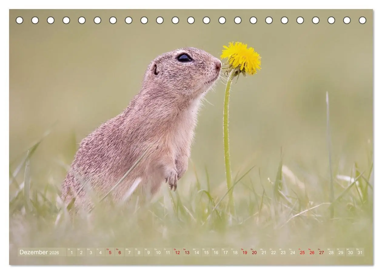 Bild: 9783516597882 | Zauberhafte Ziesel (Tischkalender 2026 DIN A5 quer), CALVENDO...