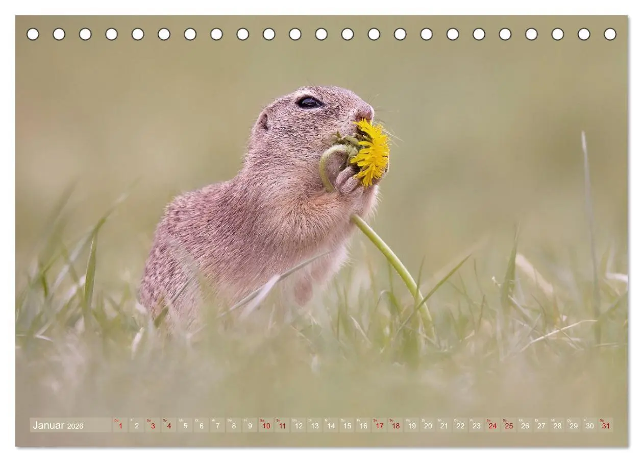 Bild: 9783516597882 | Zauberhafte Ziesel (Tischkalender 2026 DIN A5 quer), CALVENDO...