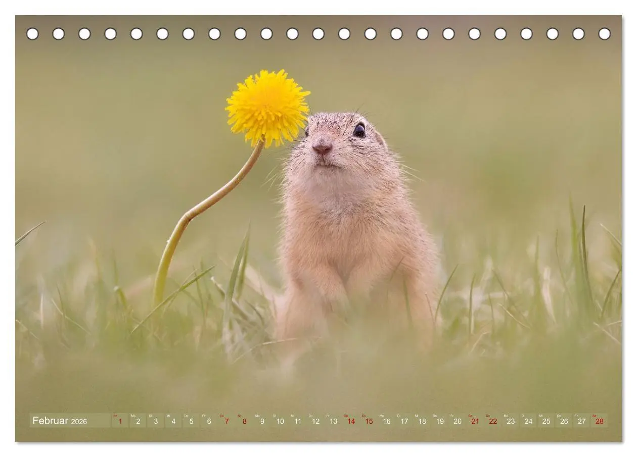 Bild: 9783516597882 | Zauberhafte Ziesel (Tischkalender 2026 DIN A5 quer), CALVENDO...