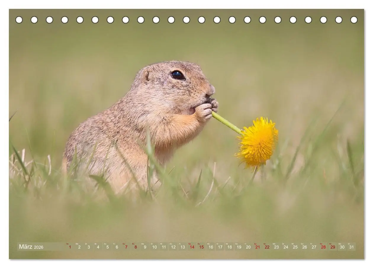 Bild: 9783516597882 | Zauberhafte Ziesel (Tischkalender 2026 DIN A5 quer), CALVENDO...