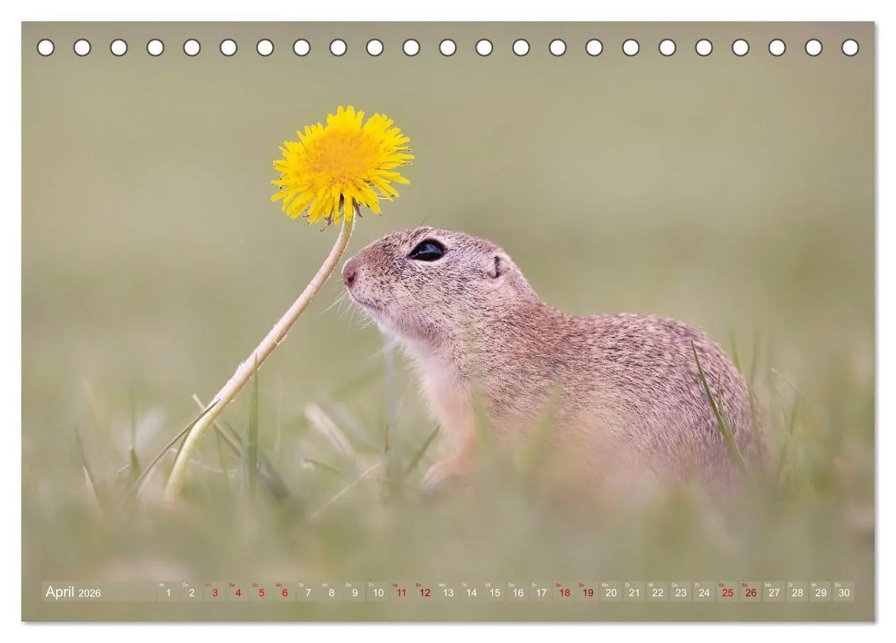 Bild: 9783516597882 | Zauberhafte Ziesel (Tischkalender 2026 DIN A5 quer), CALVENDO...