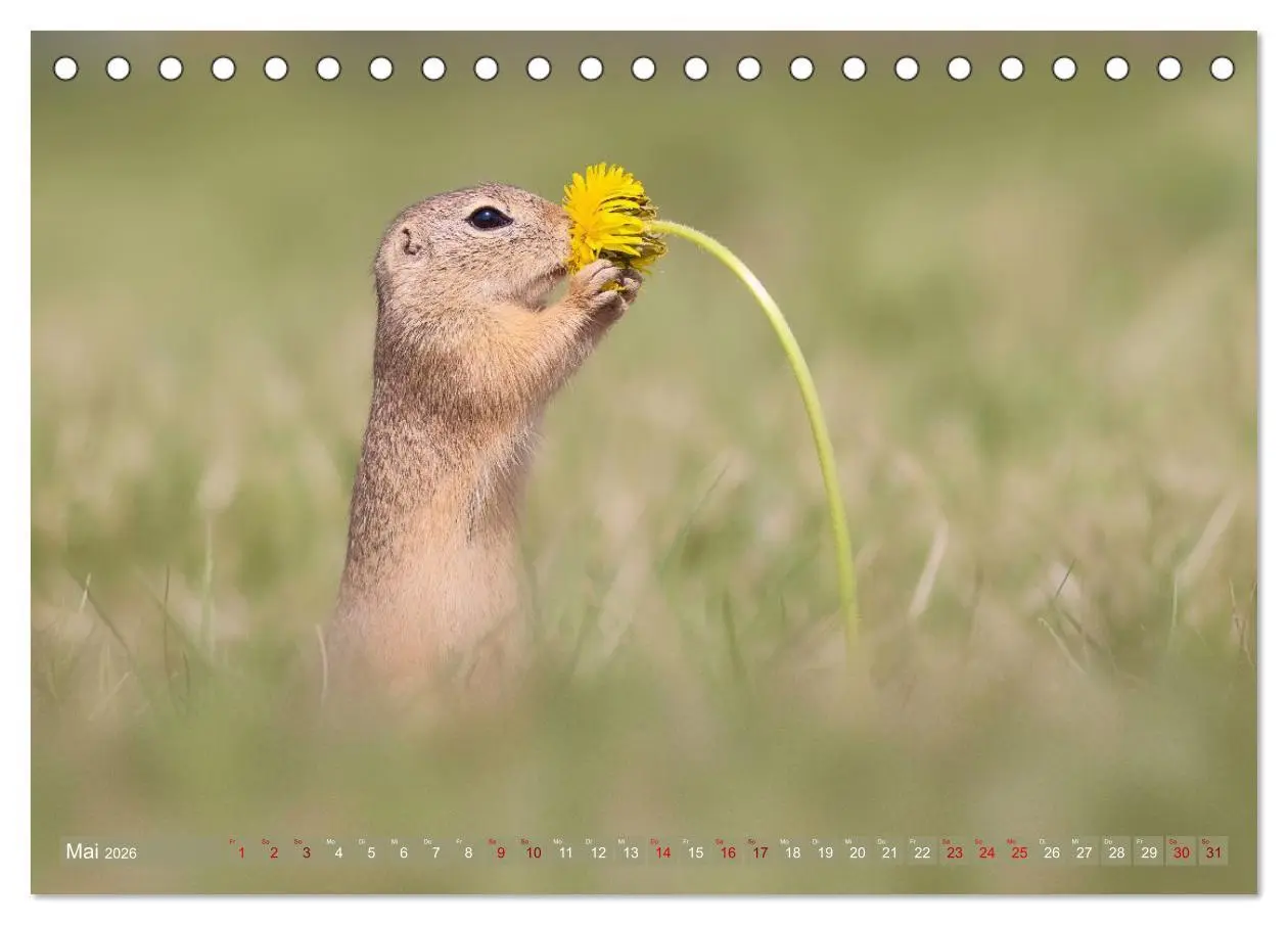 Bild: 9783516597882 | Zauberhafte Ziesel (Tischkalender 2026 DIN A5 quer), CALVENDO...