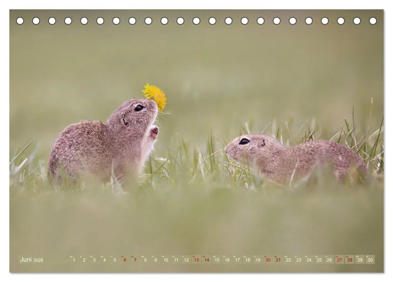 Bild: 9783516597882 | Zauberhafte Ziesel (Tischkalender 2026 DIN A5 quer), CALVENDO...