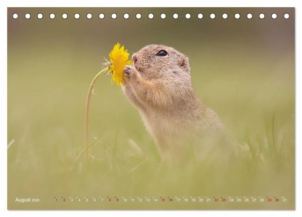 Bild: 9783516597882 | Zauberhafte Ziesel (Tischkalender 2026 DIN A5 quer), CALVENDO...