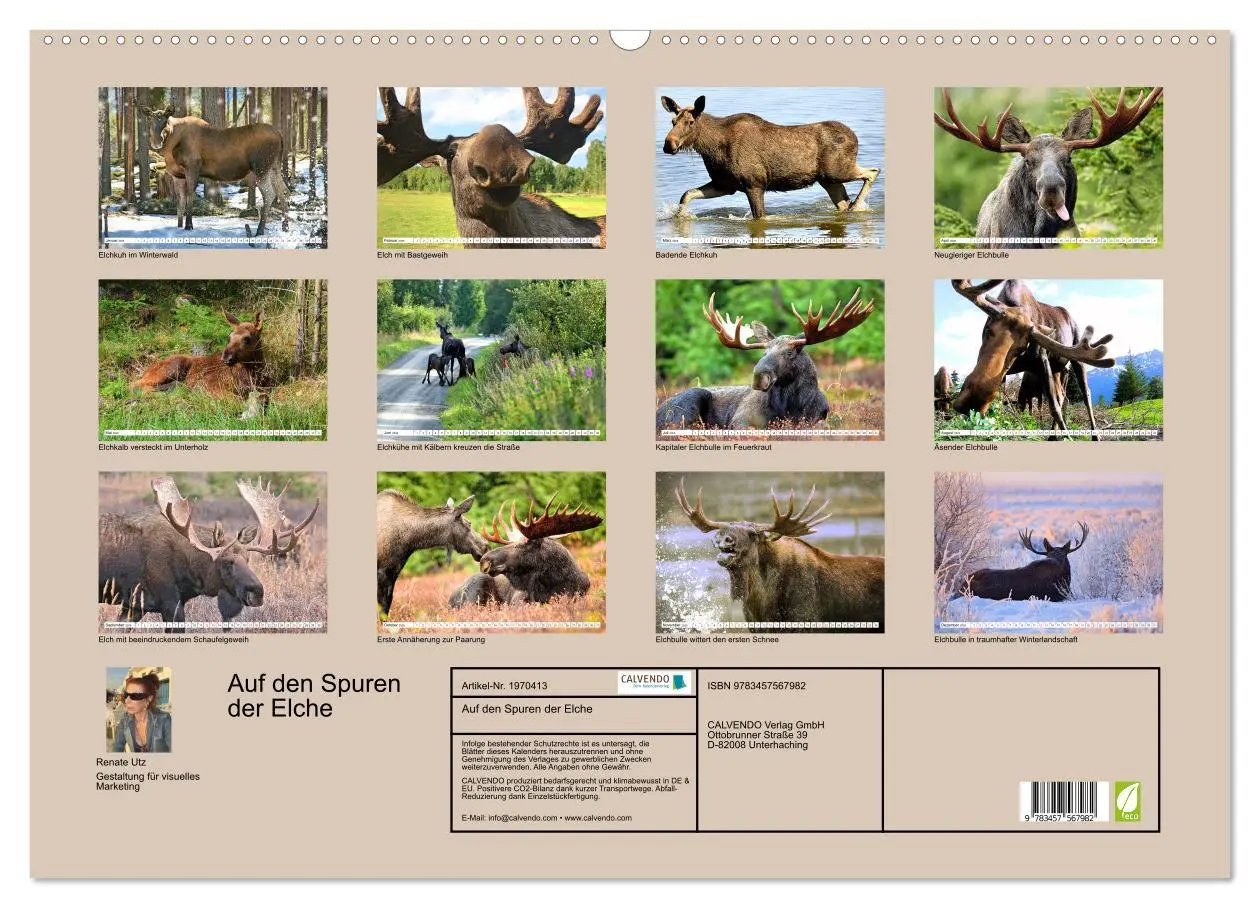 Bild: 9783457567982 | Auf den Spuren der Elche (Wandkalender 2026 DIN A2 quer), CALVENDO...