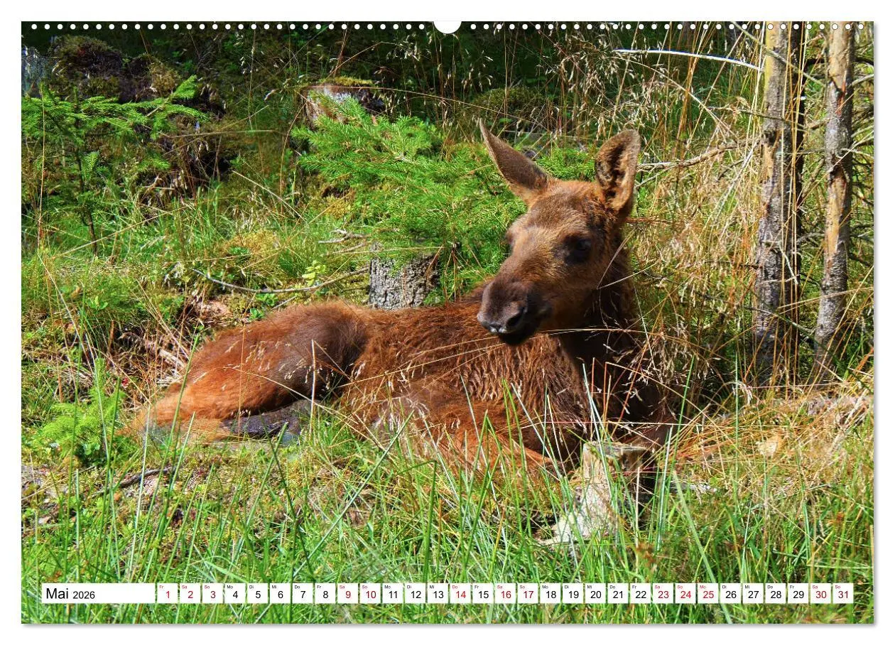 Bild: 9783457567982 | Auf den Spuren der Elche (Wandkalender 2026 DIN A2 quer), CALVENDO...