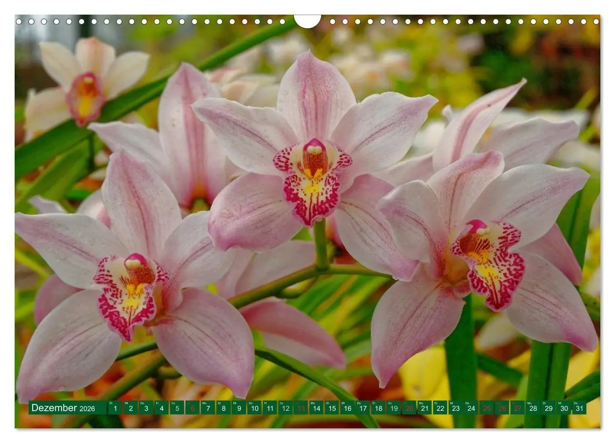 Bild: 9783516107982 | Madeiras Blütenzauber (Wandkalender 2026 DIN A3 quer), CALVENDO...