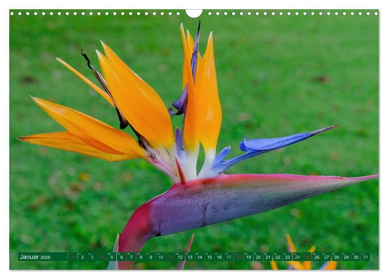 Bild: 9783516107982 | Madeiras Blütenzauber (Wandkalender 2026 DIN A3 quer), CALVENDO...