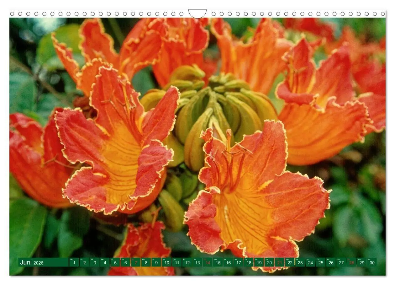 Bild: 9783516107982 | Madeiras Blütenzauber (Wandkalender 2026 DIN A3 quer), CALVENDO...