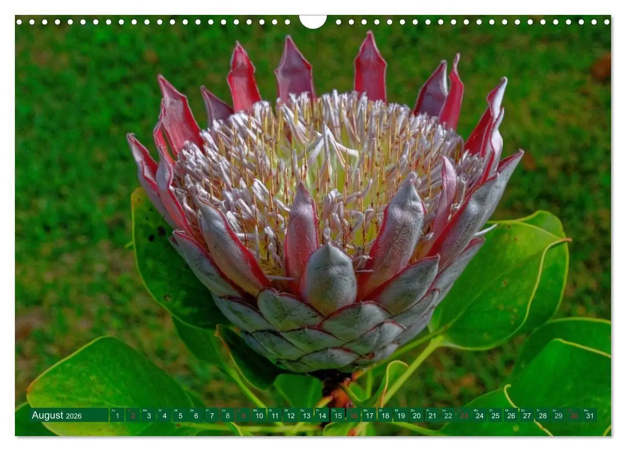 Bild: 9783516107982 | Madeiras Blütenzauber (Wandkalender 2026 DIN A3 quer), CALVENDO...