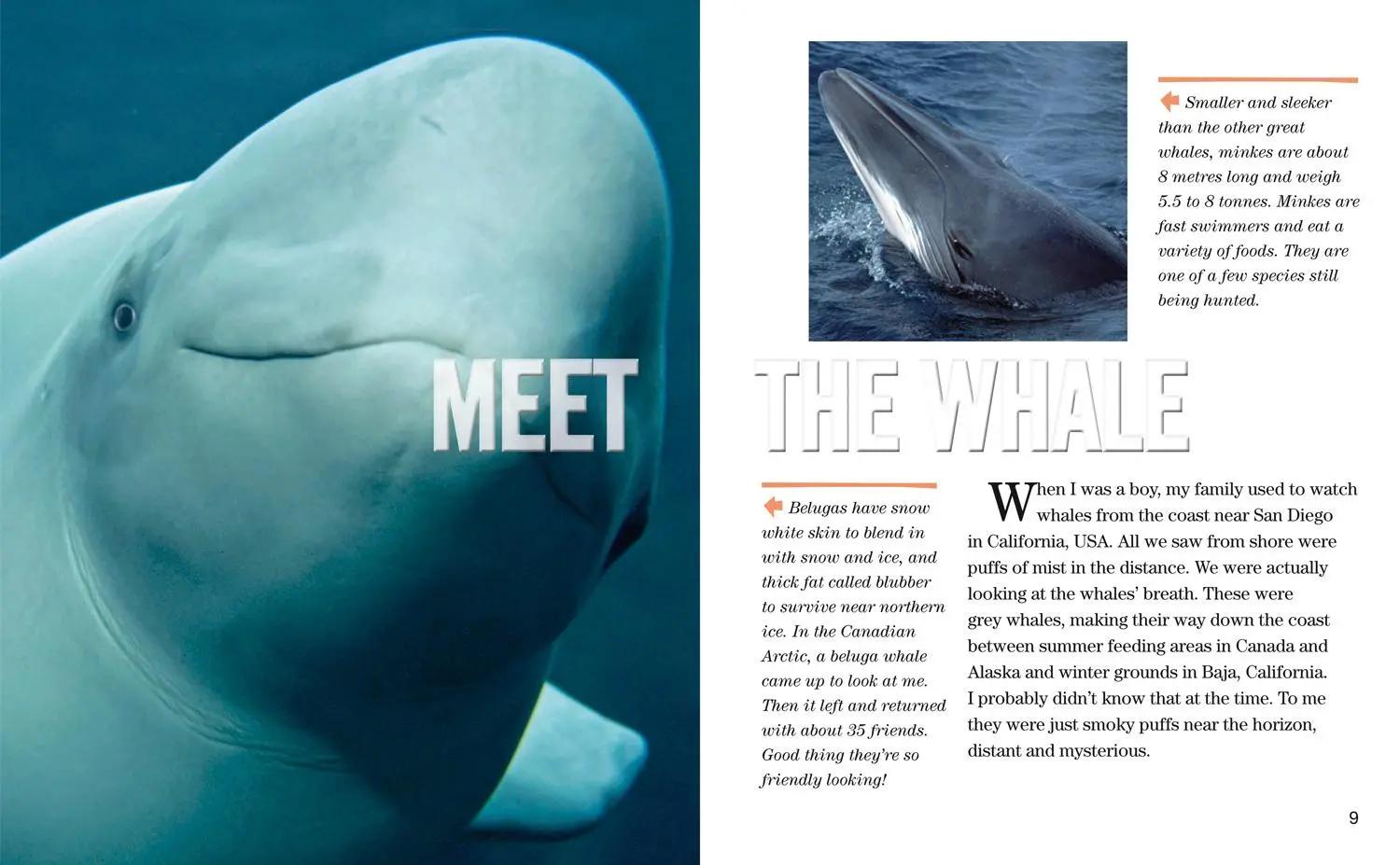 Bild: 9780008358082 | Face to Face with Whales | Level 5 | Flip Nicklin (u. a.) | Buch