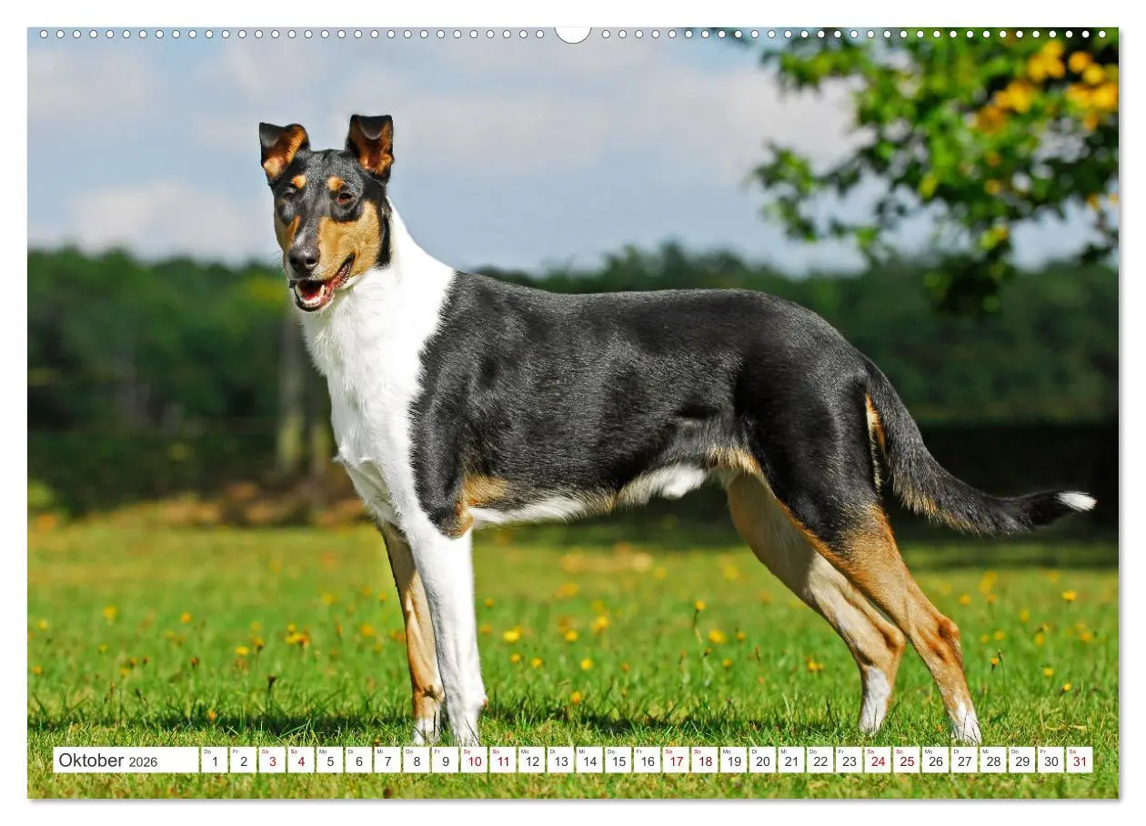 Bild: 9783457388082 | Ein Freund fürs Leben - Smooth Collie (hochwertiger Premium...