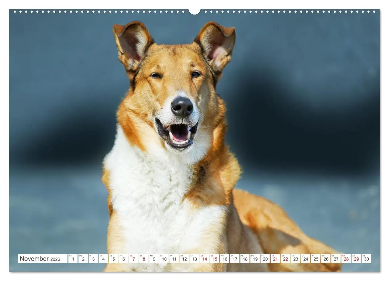 Bild: 9783457388082 | Ein Freund fürs Leben - Smooth Collie (hochwertiger Premium...